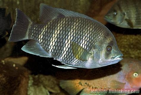 非洲十間魚|十間魚:基本簡介,形狀特徵,繁殖方式,混養要求,混養推薦,